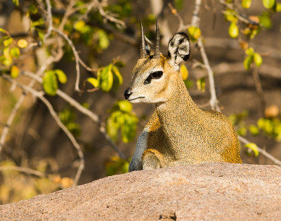 TANZANIA  2013 : DIEREN/ANIMALS