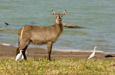 Waterbok (vrouw)  met koereiger