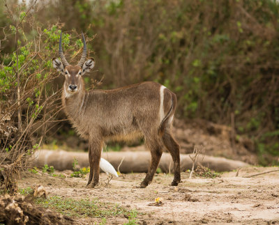 Waterbok (man)