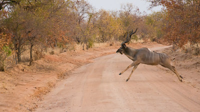 Grote koedoe (man)