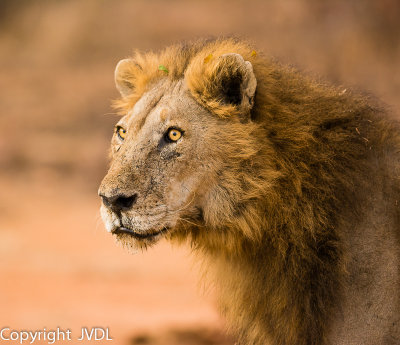 Volwassen leeuw