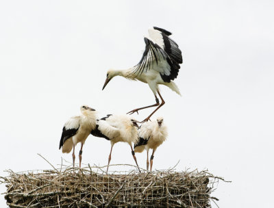 Jongen vliegen af en toe rondjes rondom het nest