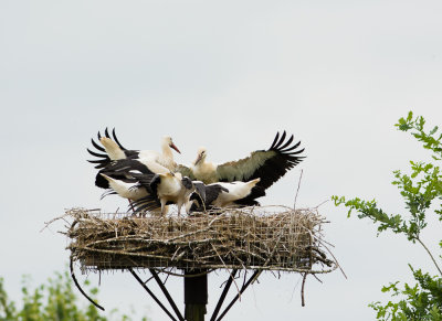 Voedertijd: de uitgevlogen jongen keren veilig terug op nest !!