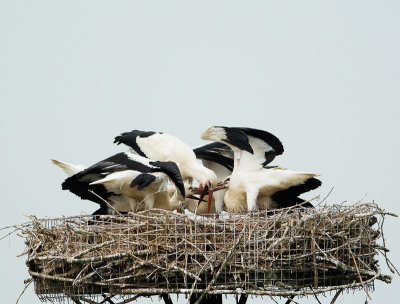 Jongen zijn al een week van het nest af ,maar worden af en toe nog gevoerd op nest