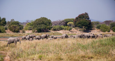 Kudde olifanten
