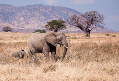 Olifant met jong in landschap met baobabboom