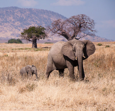 TANZANIA  2013 : DIEREN/ANIMALS