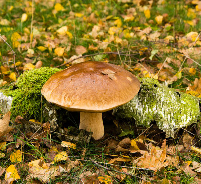 Kastanjeboleet