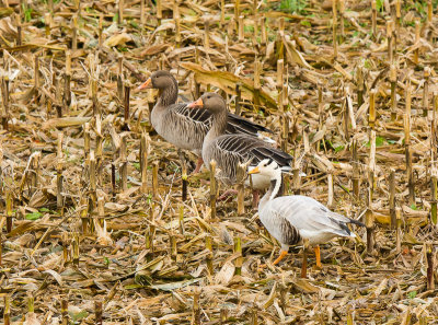 Indische gans