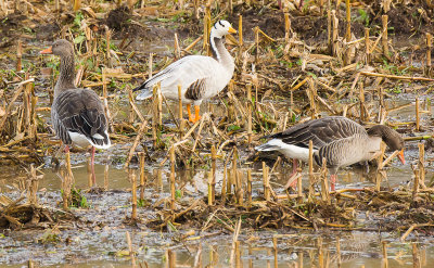 Indische gans