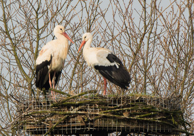 Man Paddenpoel (geringd 9396) is teruggekeerd.