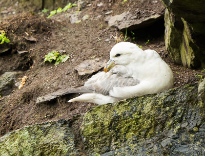 Noordse stormvogel