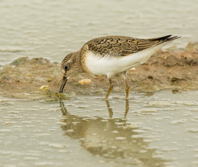 Temminck strandloper