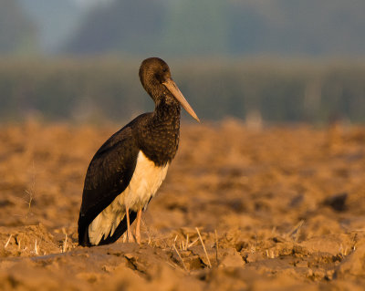 Zwarte ooievaar