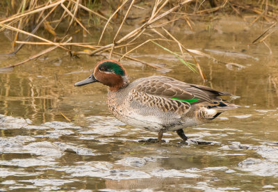 Wintertaling 