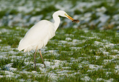 Grote zilverreiger