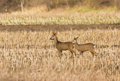 ZOOGDIEREN- MAMMALS