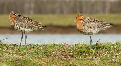 VOGELS - BIRDS   F- J