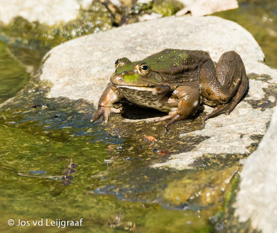 Oostelijke meerkikker