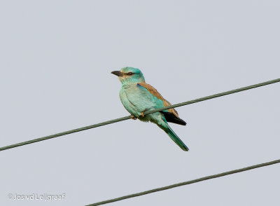 LESBOS  2015  : VOGELS /BIRDS 