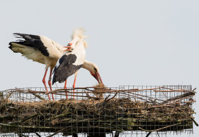 Man ooievaar stoffeert nest ,vrouw kleppert