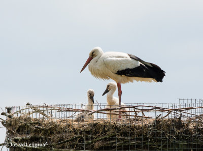 Ooievaar met twee kuikens ,oudste is vier weken .