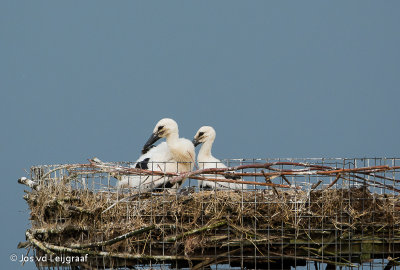 Twee kuikens van 4 1/2 week oud ,oudervogels fourageren beiden