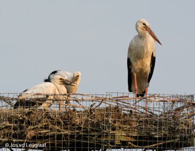 Man ooievaar met twee kuikens 6 weken oud