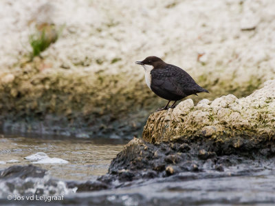 Zwartbuikwaterspreeuw 