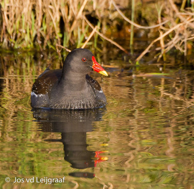 VOGELS - BIRDS                                                                                        U- Z