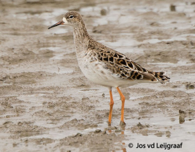   VOGELS - BIRDS    K- O