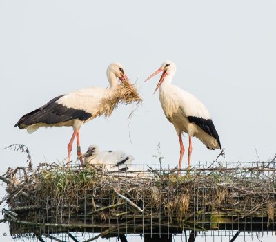 Man ooievaar komt terug met vers hooi om nest te bekleden.