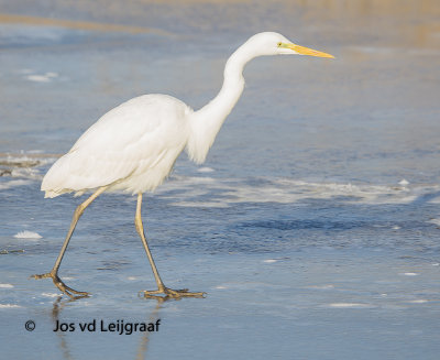 Grote zilverreiger 