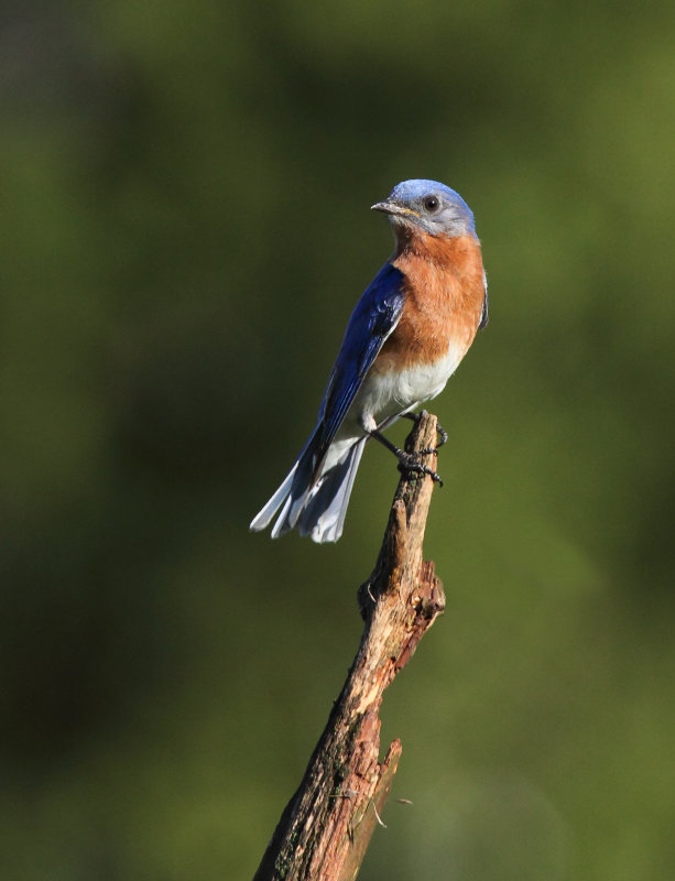 Merlebleu de l est ( Eastern Blue bird)