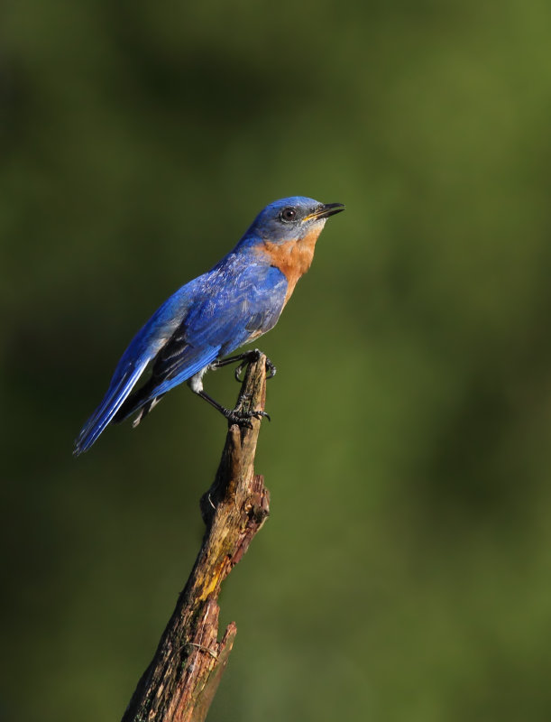 Merlbleu de l est (Eastern Bluebird)