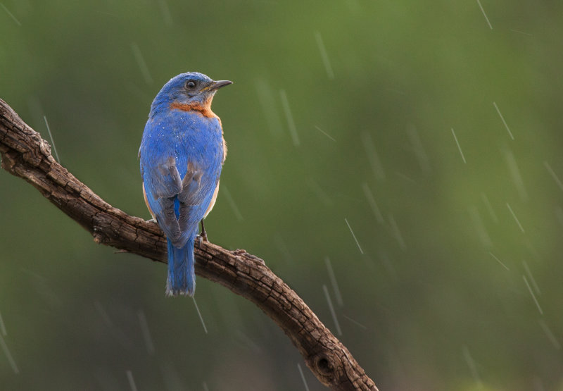 Merlebleu de l est ( Eastern Blue bird)