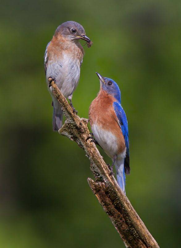 Merlebleu de l est ( Eastern Blue bird)