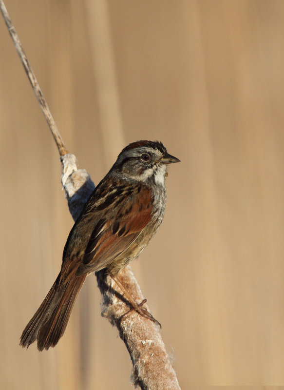 Bruant des marais ( swamp sparrow)