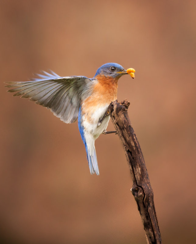 Merlebleu de l est ( Eastern Blue bird)