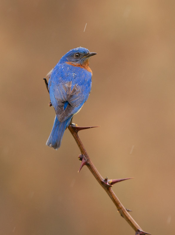 Merlebleu de l est ( Eastern Blue bird)