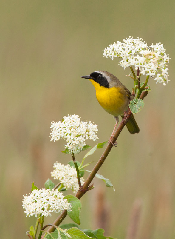 Paruline masque ( Common Yellowthroat )