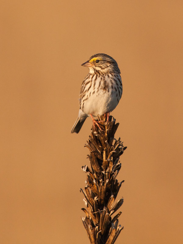 Bruant des prs (Savannah Sparrow)