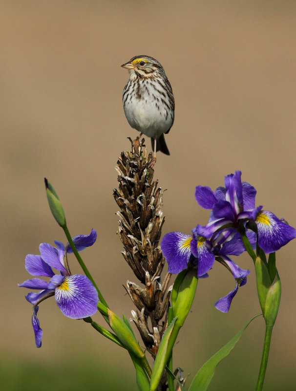 Bruant des prs (Savannah Sparrow)