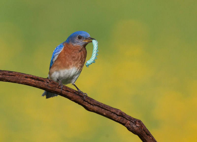 Merlebleu de l est ( Eastern Blue bird)