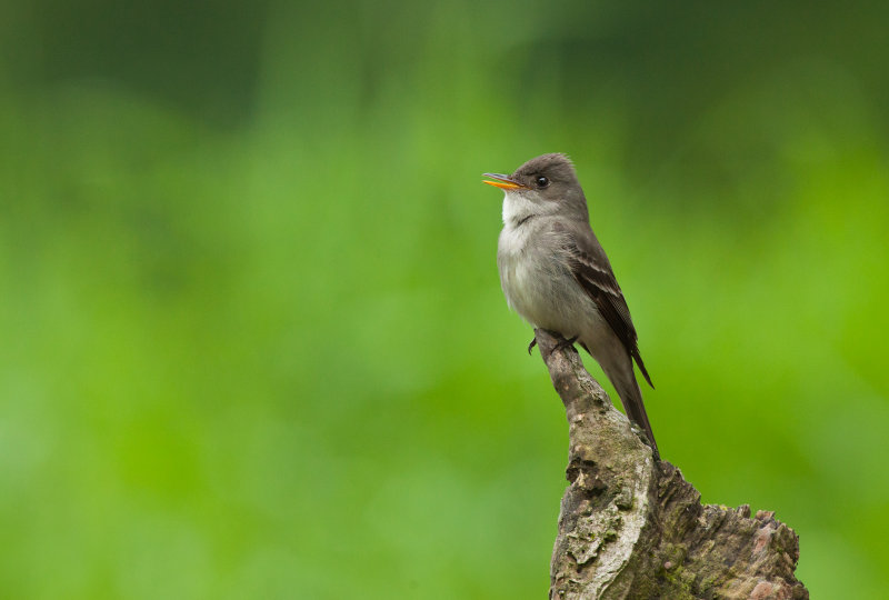 Pioui de l'est (Eastern Wood-Pewee)