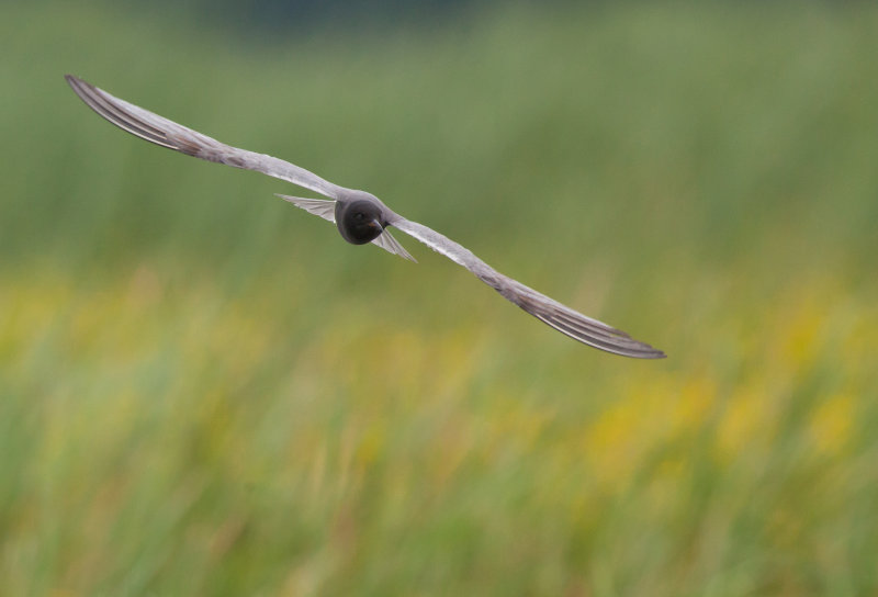 Guifette noire (black Tern)