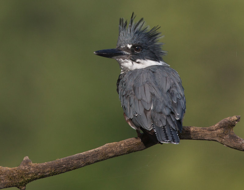 Martin-pcheur d 'Amrique ( Belted Kingfischer)