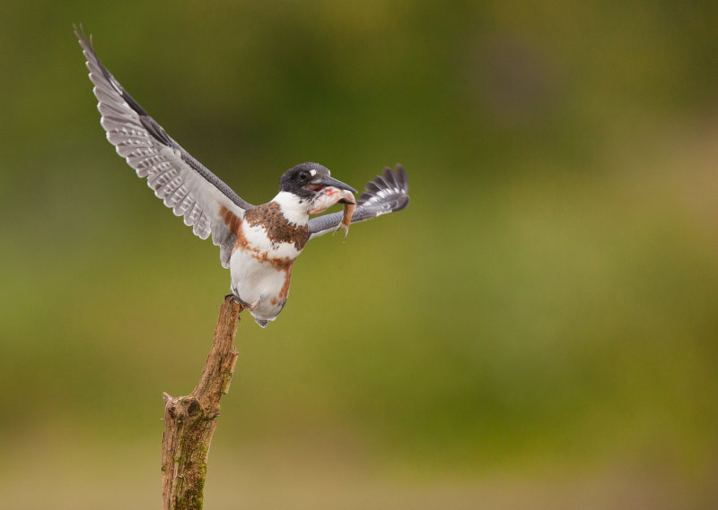 Martin-pcheur d 'Amrique ( Belted Kingfischer)