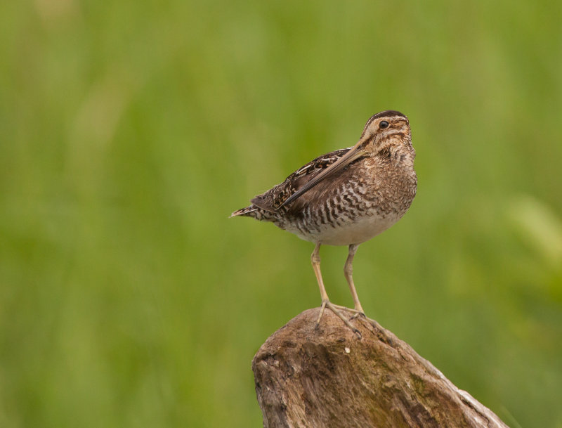 Bcassine de wilson (Wilson's Snipe)