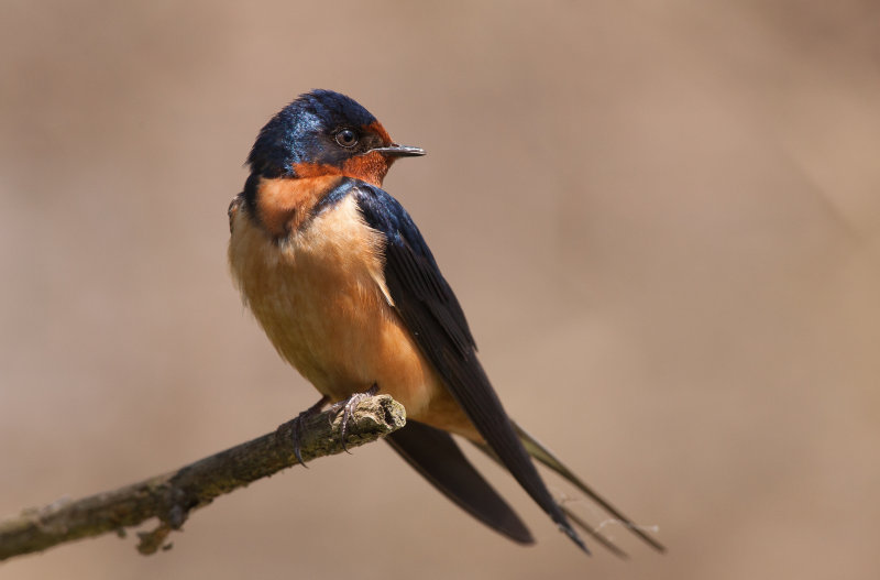 Hirondelle rustique ( Barn Swallow )